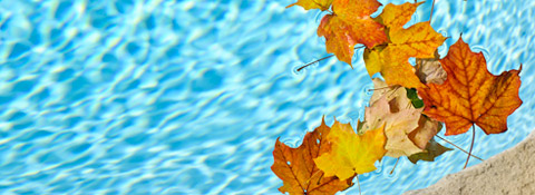 leaves-in-pool