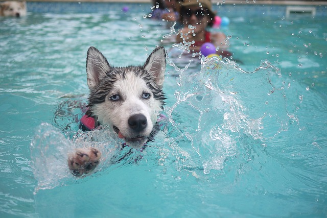 dog water exercise