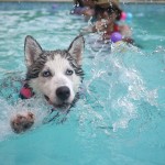 Dog Swimming in Pool