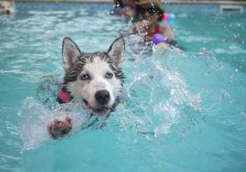 Dog Swimming in Pool